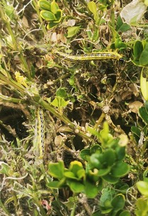 Box Tree caterpillar up close