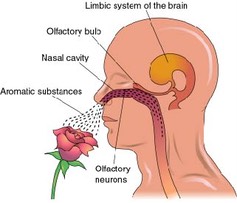 limbicsystem